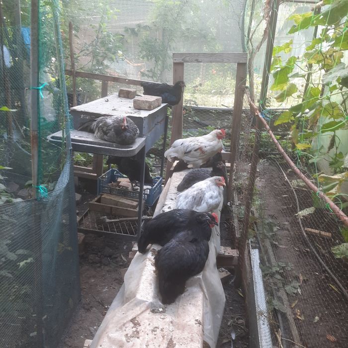 Cocos australorp de 6 luni 10 buc