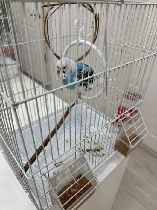 Попугаи 3 шт, 2 клетка. нурсат