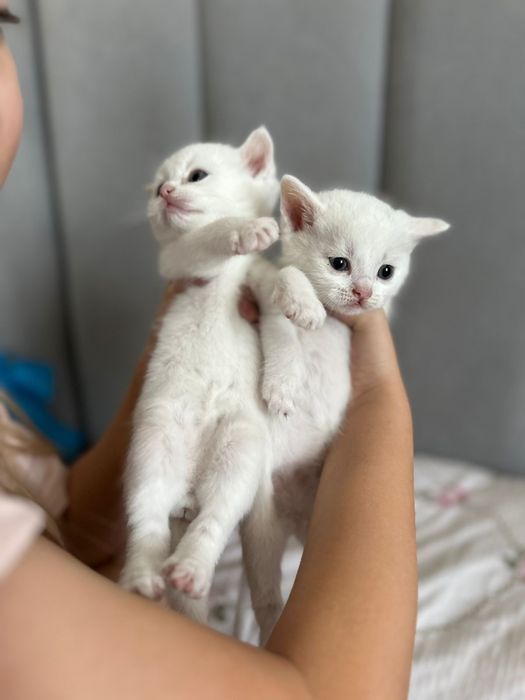 Бесплатно котята мальчики