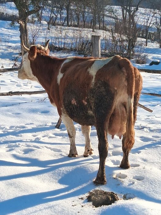 Vând vaca bun de ținut