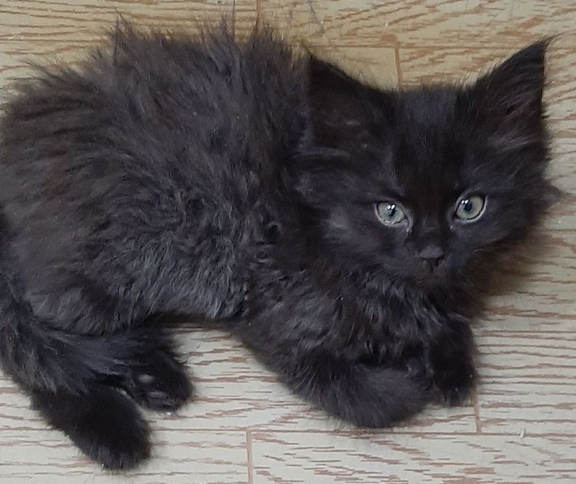 Turmush qurgan juftliklar va trans jinsiy aloqa