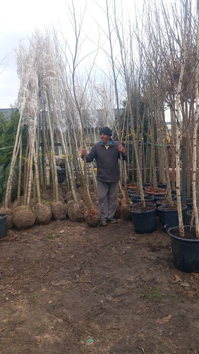 Platan  acer platanoides  catalpa  globular