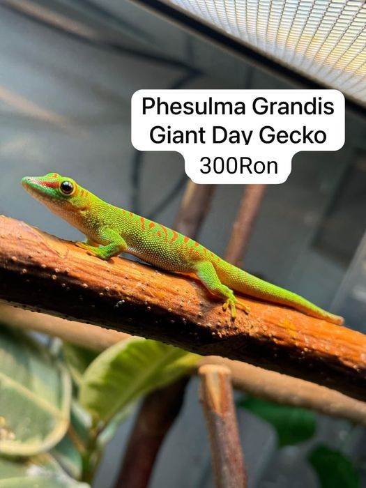 Soparla Phesulma Grandis Giant Day Gecko
