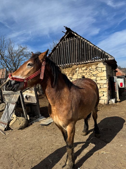 Cal de 4 ani, de vanzare rog seriozitate!