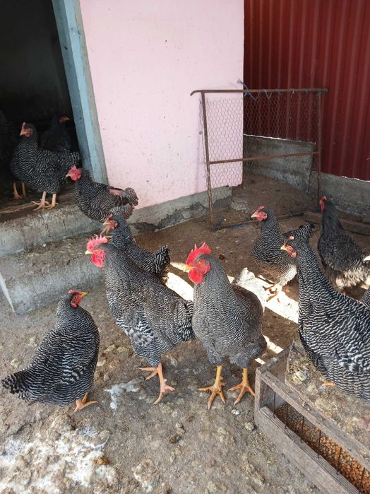 Vând fam gaini plymouth rock barat  3+1