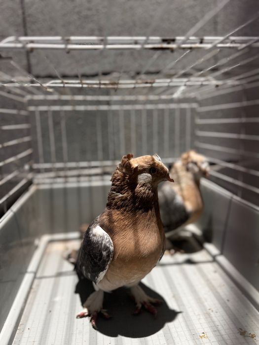 Мардини две двойки