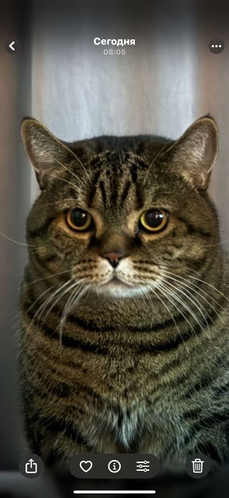 Британский кот даром