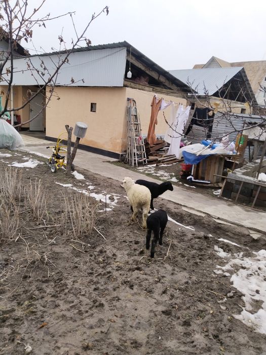 Продам маток с ягнатами домашних жирных.