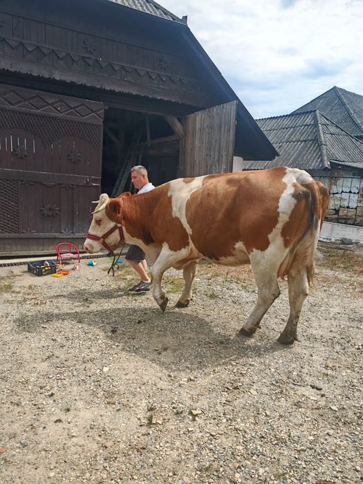 Vând vaca bălțată romanesc