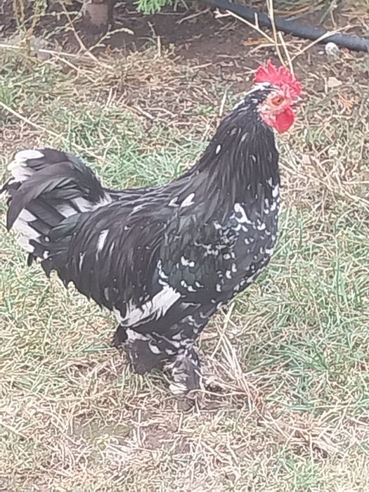 Cocoși de vanzare.