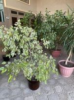 Xonaki Gullar Sotiladi. Turli xilda va katta daraxt shaklda