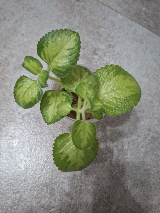 Продам комнатные цветы