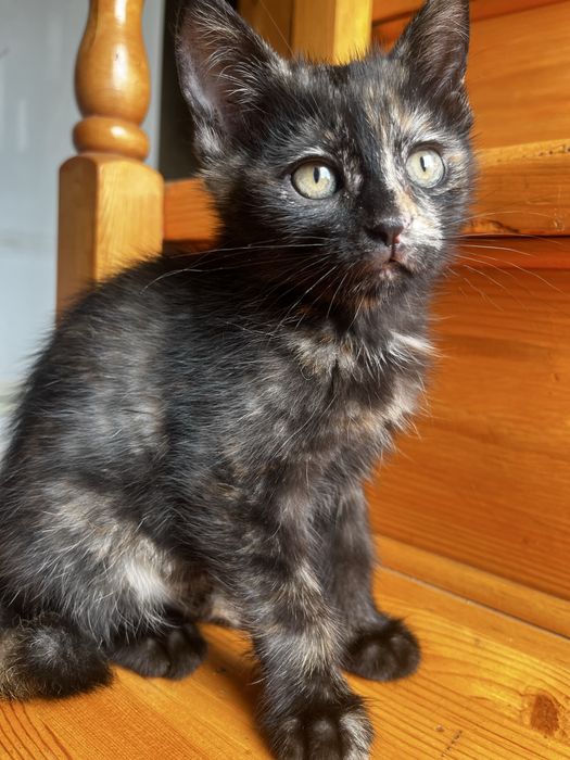 Денежный котенок ищет дом