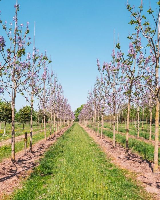 Butasi Paulownia- arborele prințesei- Shantong sau tomentosa