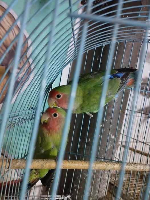 Неразлучники Фишер продаются