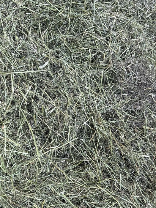 Жоңышқа, люцерна, клевер