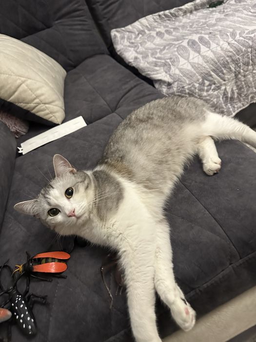 Отдам кота в добрые руки .