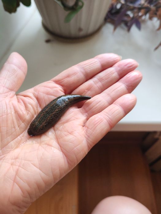 Пиявки, лечение,