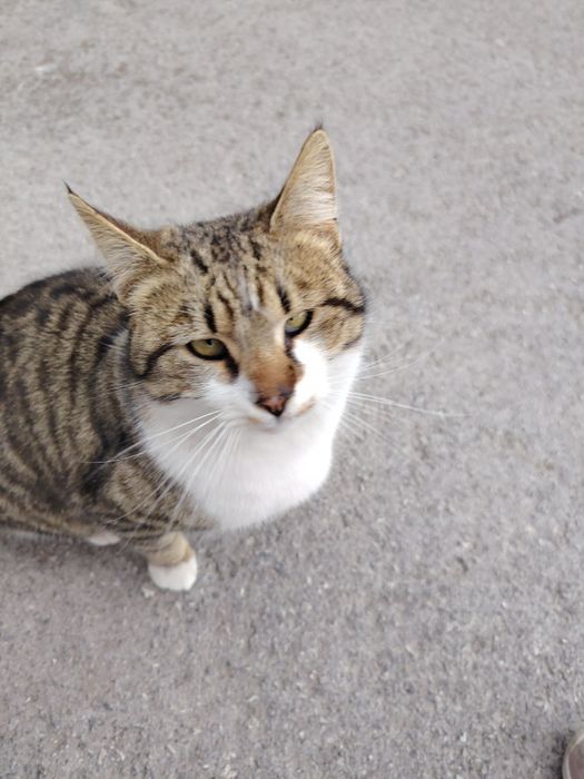 Подарява се коте Слънчо