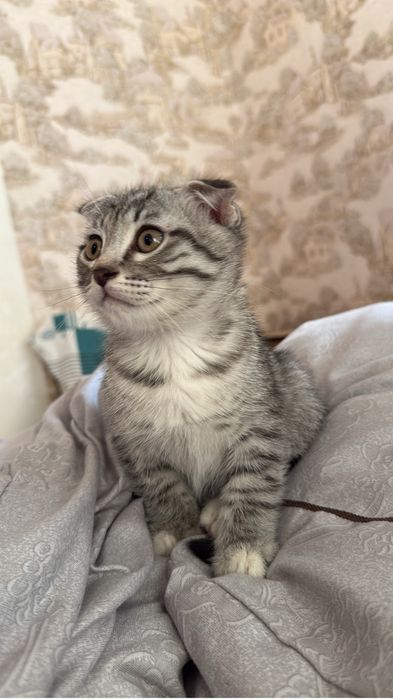 Отдам кошку в хороши руки