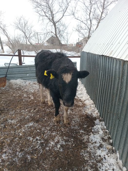 Продам Тёлочки годовалый