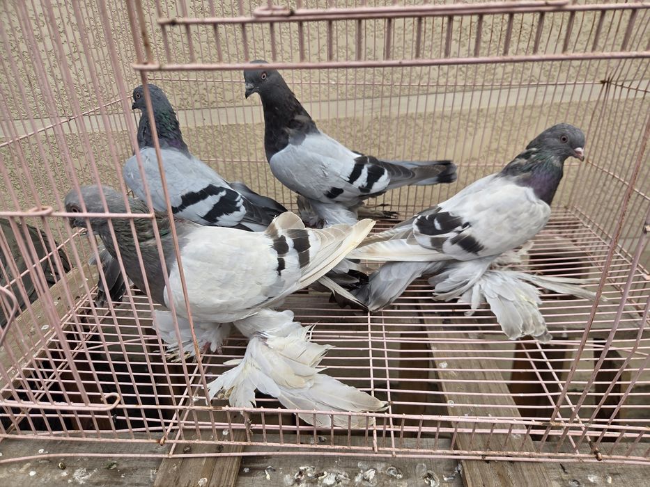 Продам голубей разных