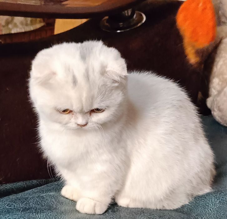 Манчкин мальчик белого окраса