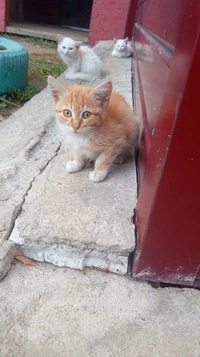 Отдам котят в добрые руки