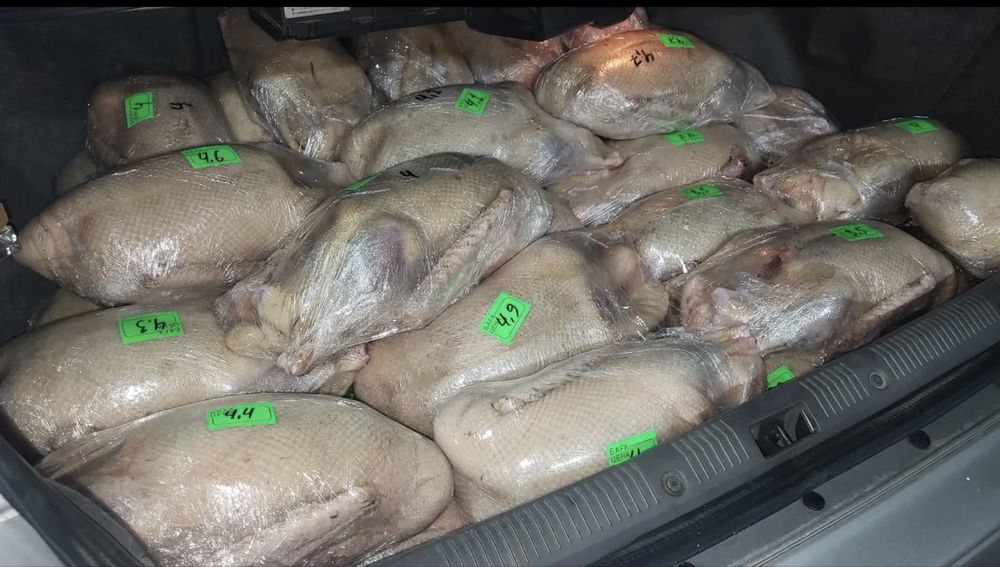 Продам гусей. Қаз сатамын. Халал