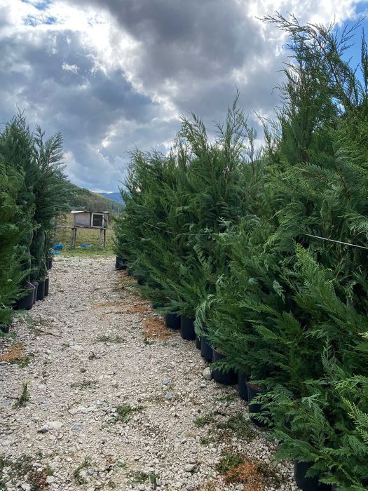 Leylandii Aclimatizat – Gard Viu Veșnic Verde cu Plantare Inclusă