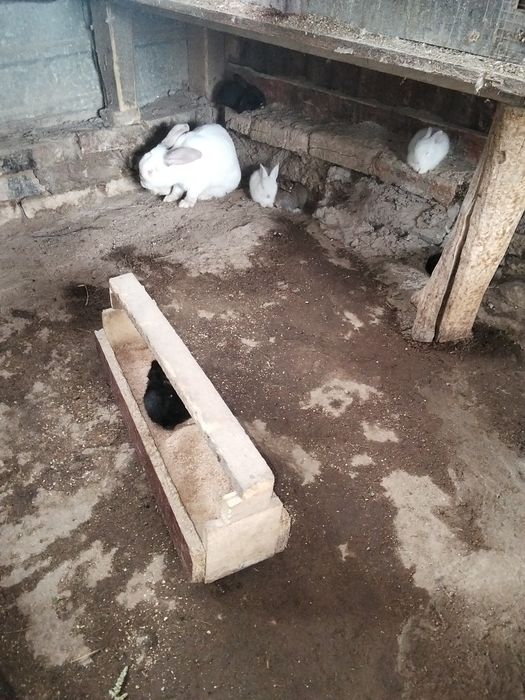 Продаются кролики