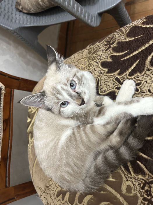 Lynx point пародиски кошка