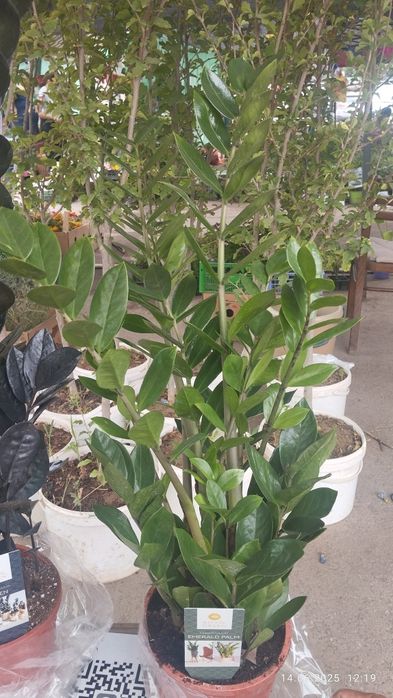 Замиакулькасы,черный равен и эмеральд палм