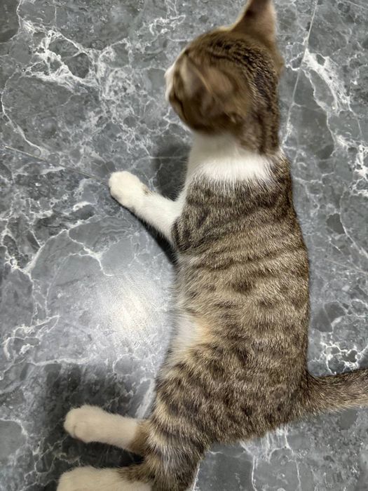 Умная домашняя кошка