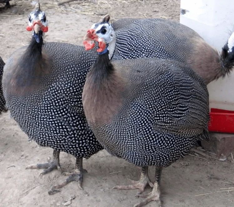Продам цесарок,,