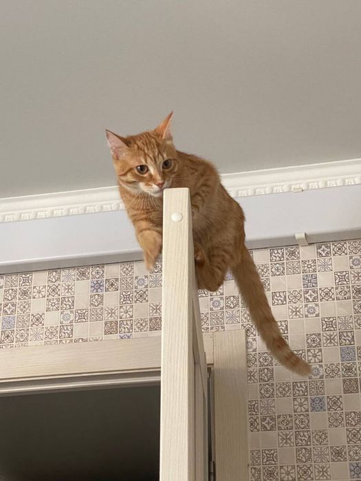 Пристраиваю котика своего