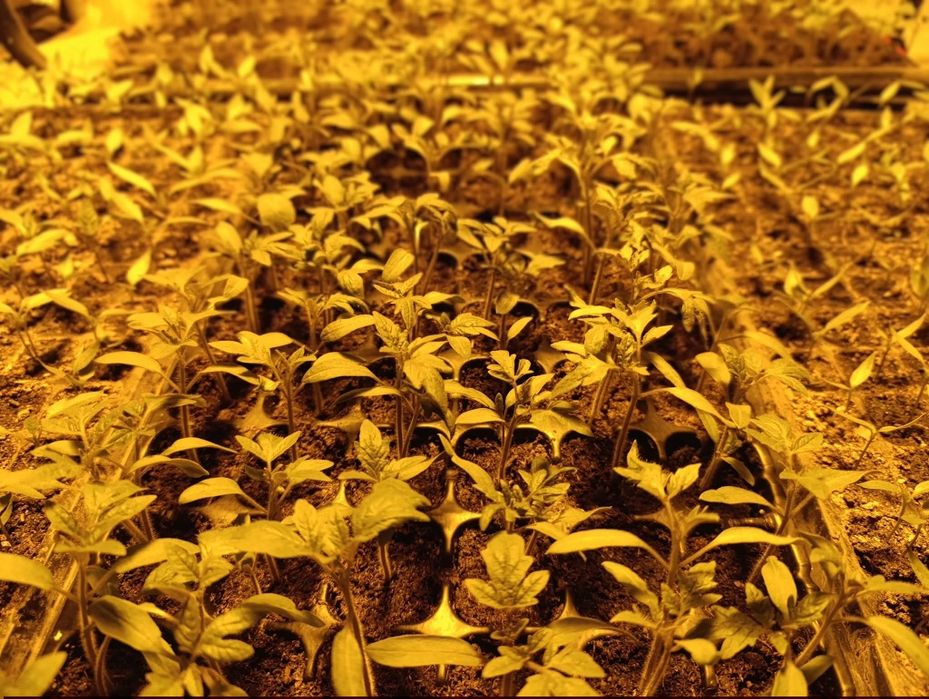 Разсад от стари нехибридни  сортове