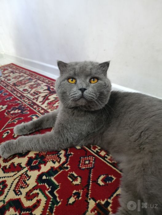 Mushuk sotiladi britanskiy