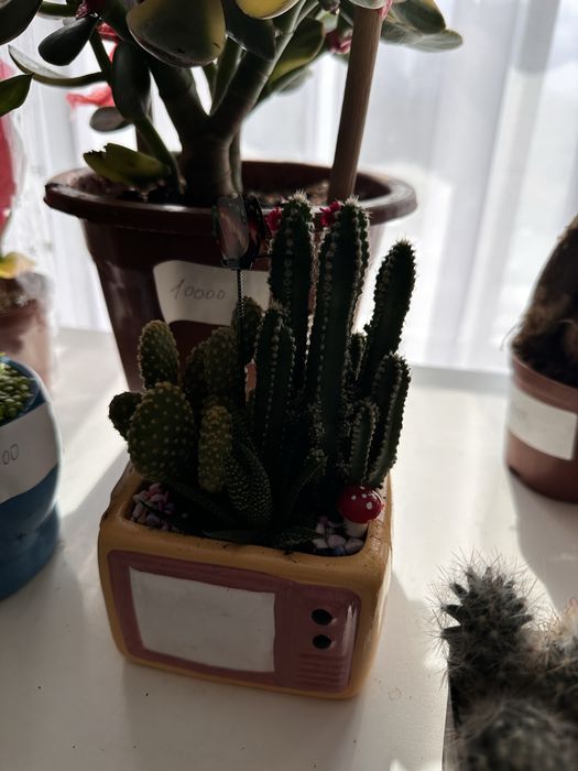 Кактусы суккуленты распродажа