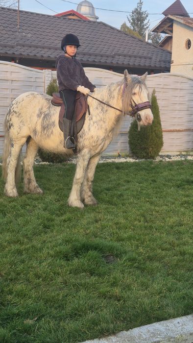 Cai gipsy pt hipoterapie si echitatie armasar si iapa