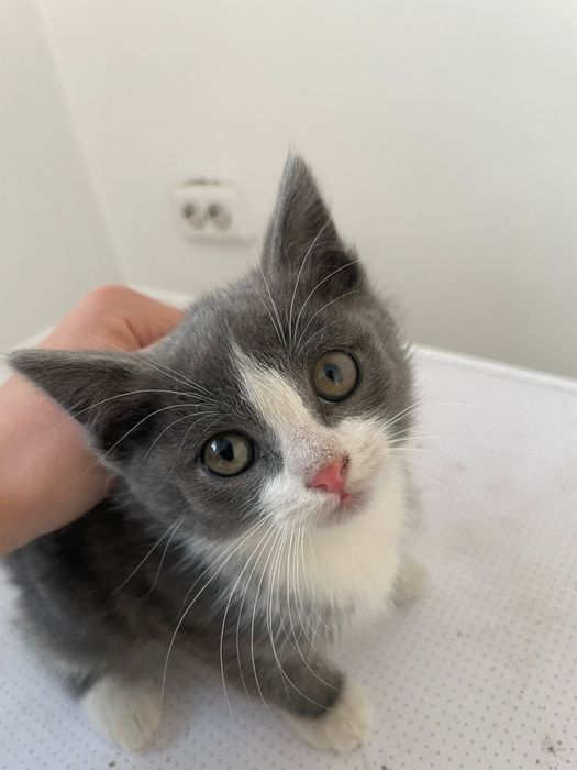 котята бесплатно