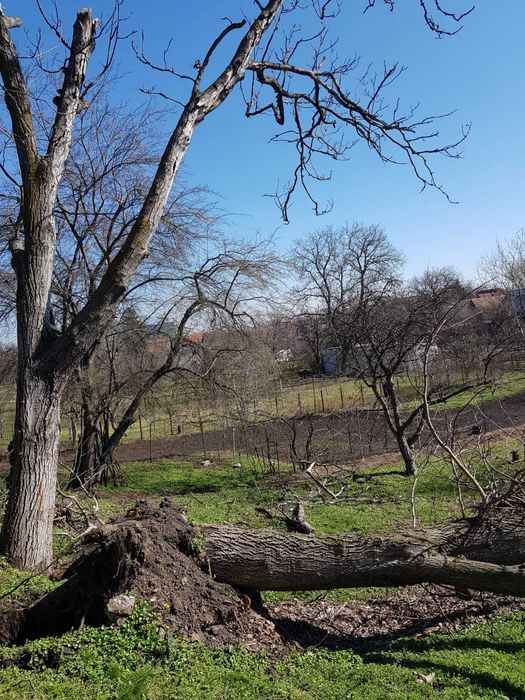 Nuc pentru lemn, mobila