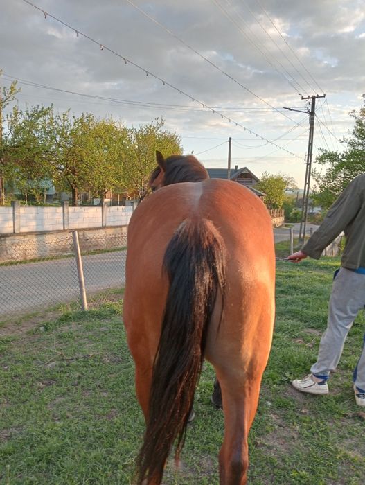 Vând mânză de 3 ani