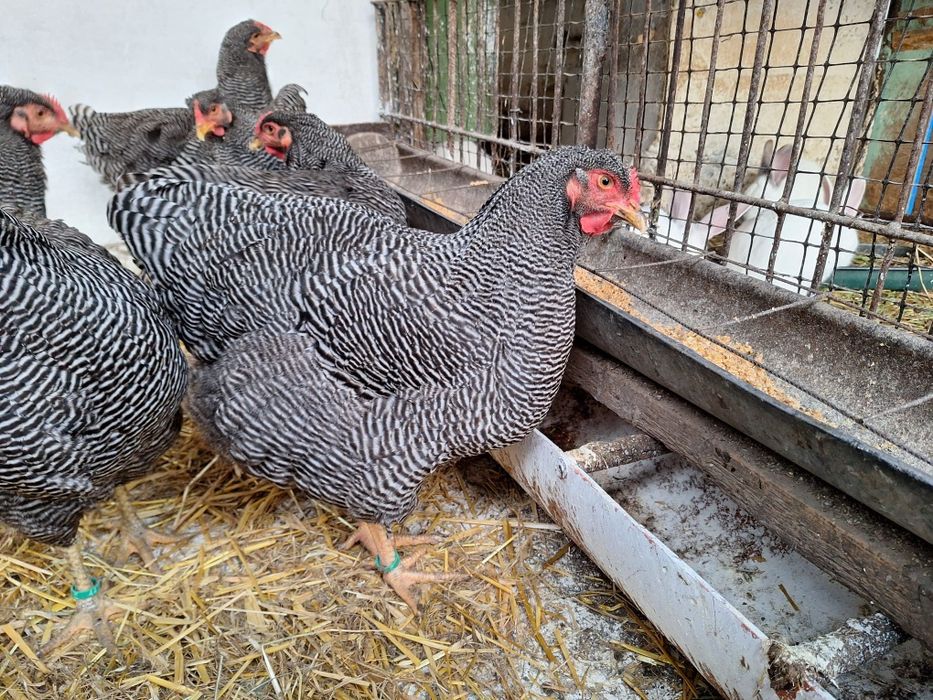 Găini Playmouth rock barat.