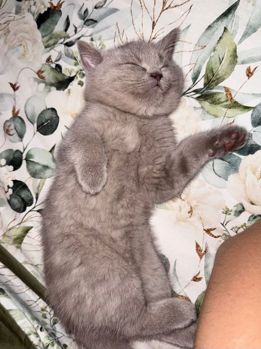 Британский котенок