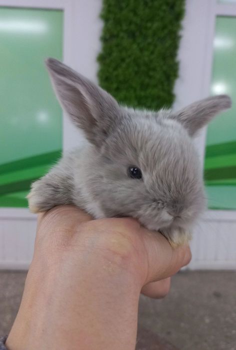 Кролики карликовые
