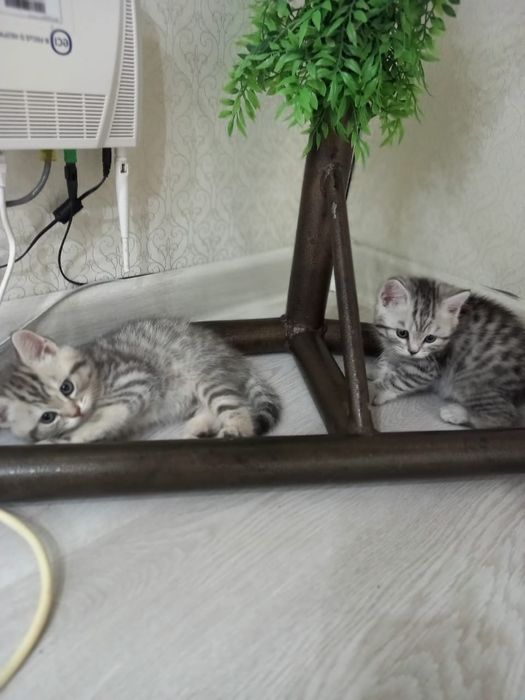 Котята британские
