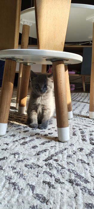 Котенок мальчик отдам