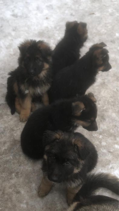 щенки немецкая овчарка