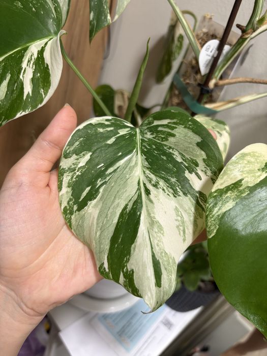 Черенок монстера альба вариегатный